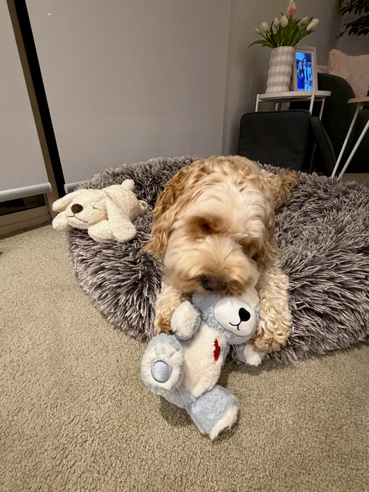 Dog playing with a Hug Me Dogs interactive dog toy on a carpeted floor