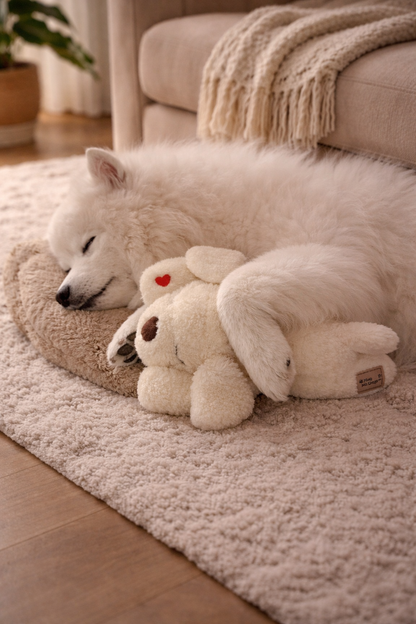 White dog lying next to a plush dog toy on a carpeted floor.