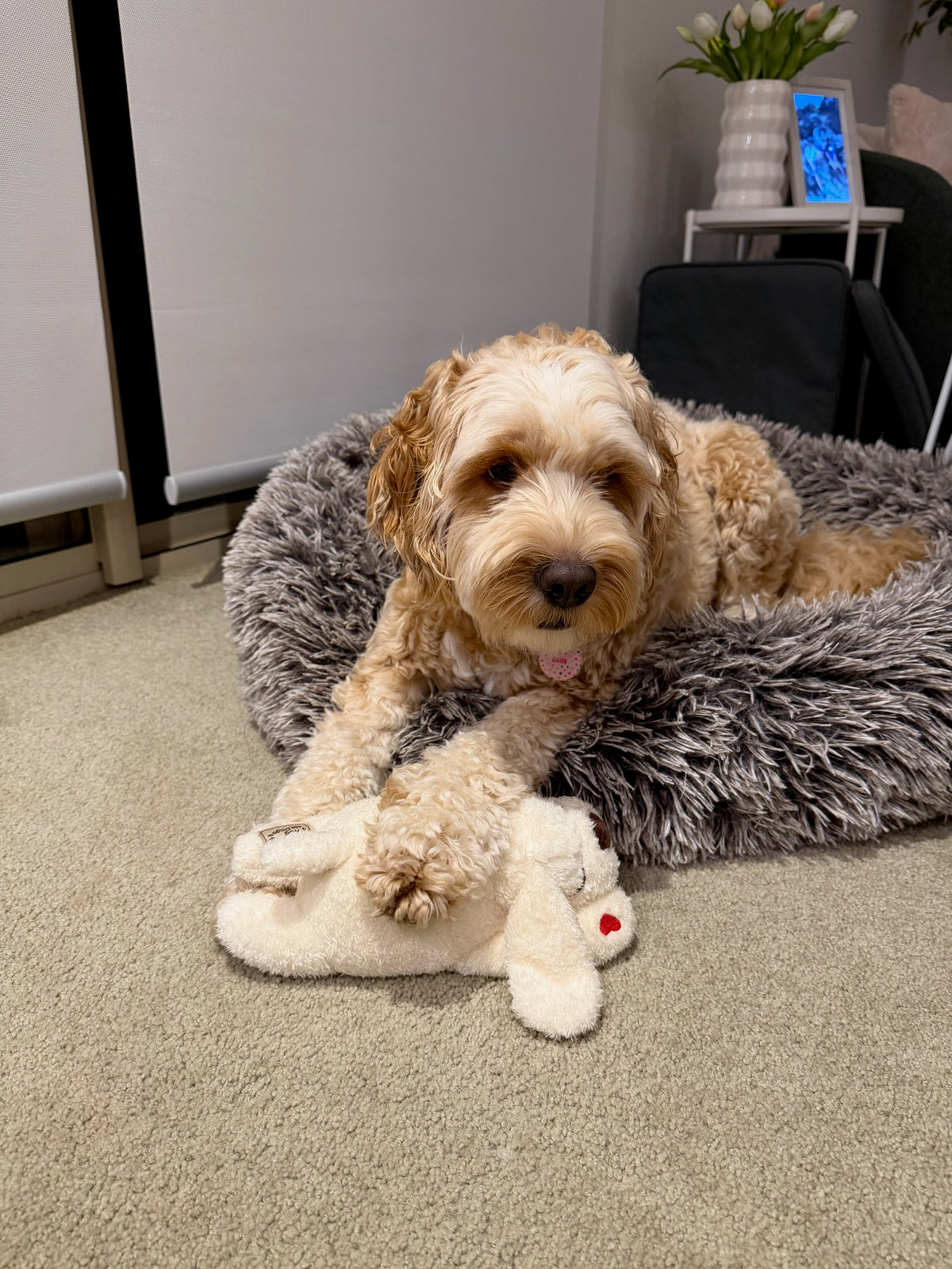 Dog resting in a grey dog bed with a Hug Me Dogs plush dog toy