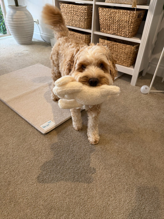 Dog carrying a Hug Me Dogs plush dog toy in its mouth indoors